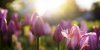 Frühling im Esperanto